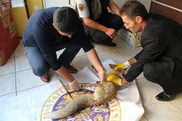 Erzurum'da demir tele takılan tilki yaralandı
