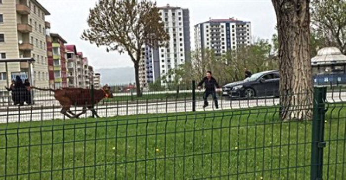 Erzurum'da Kaçan dana sahibini peşinden 10 kilometre koşturdu