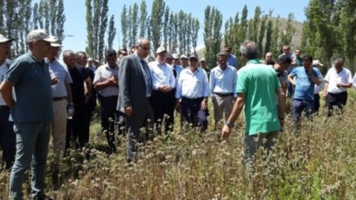 Erzurum Narman'da Arı otu ve süt otu tarla günü düzenlendi