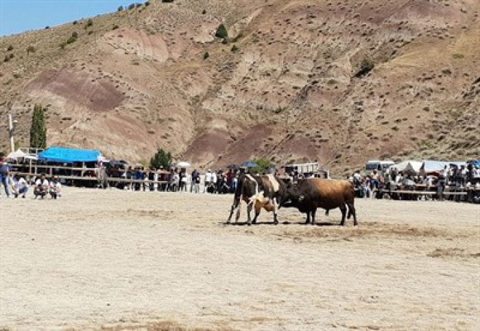 Erzurum İspir’de önce boğalar sonra çevredekiler güreşti