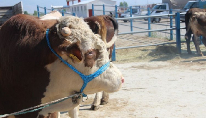 Erzurum’dan kurbanlık sevkıyatları başladı