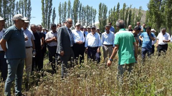 Erzurum Narman'da Arı otu ve süt otu tarla günü düzenlendi