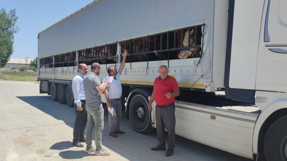 Doğu’dan batı illerine kurbanlık sevkiyatı başladı