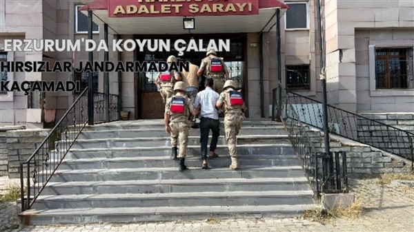 Erzurum'da Koyun Çalan Hırsızlar Jandarmadan Kaçamadı
